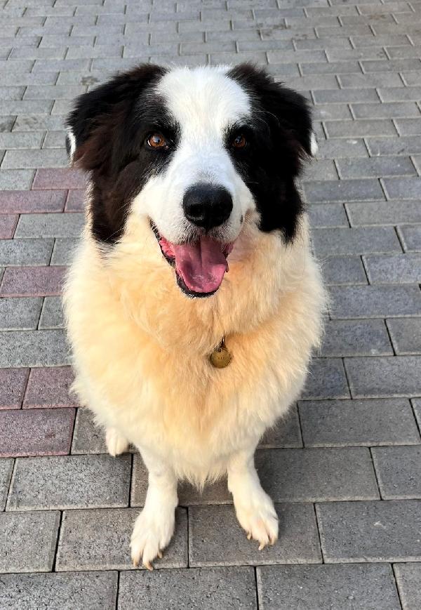 SIMBA  ASPETTA DA TROPPO TEMPO UNA FAMIGLIA Foto 6